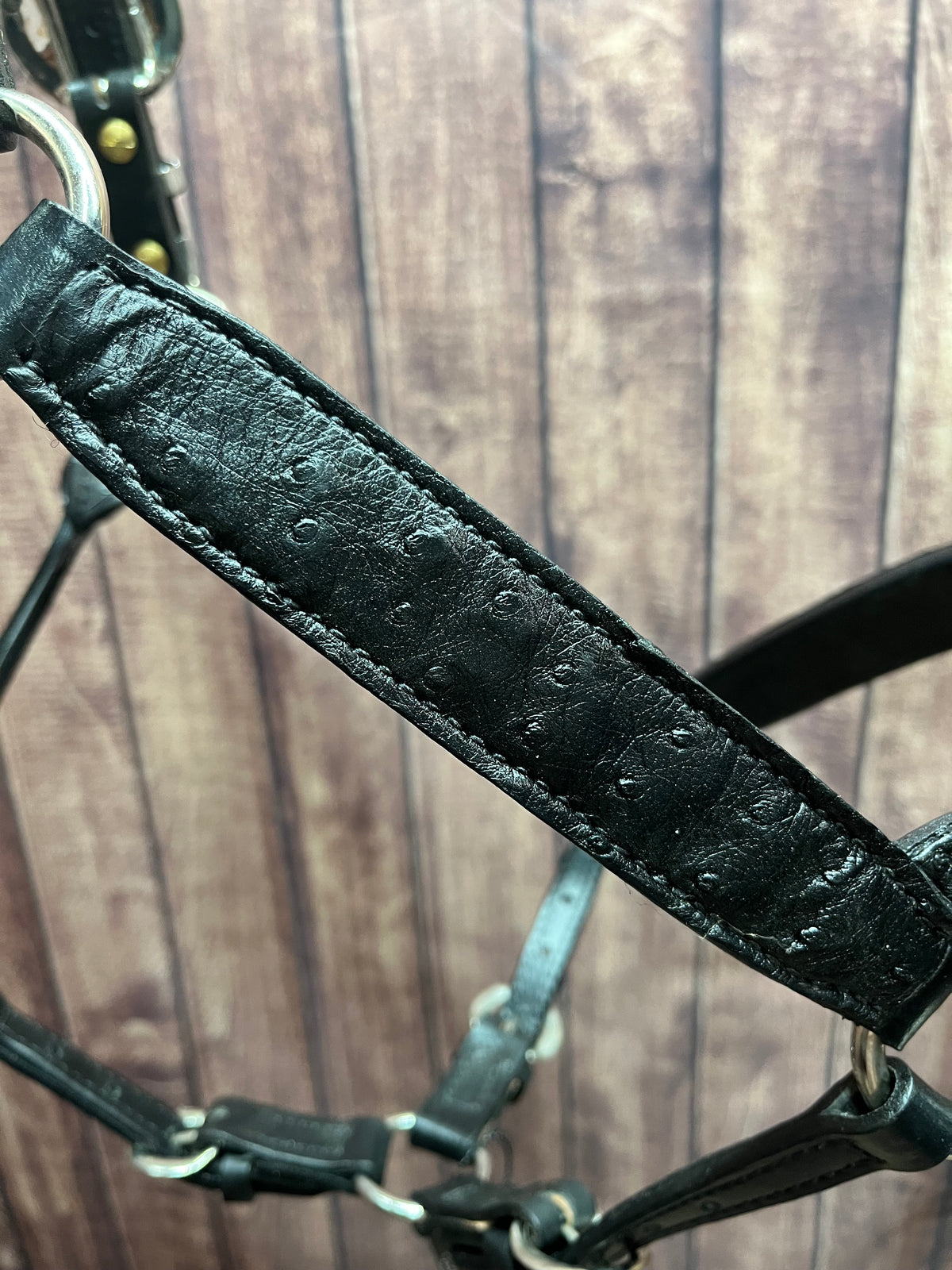 Caiman Halter #1 2Yr/Mare