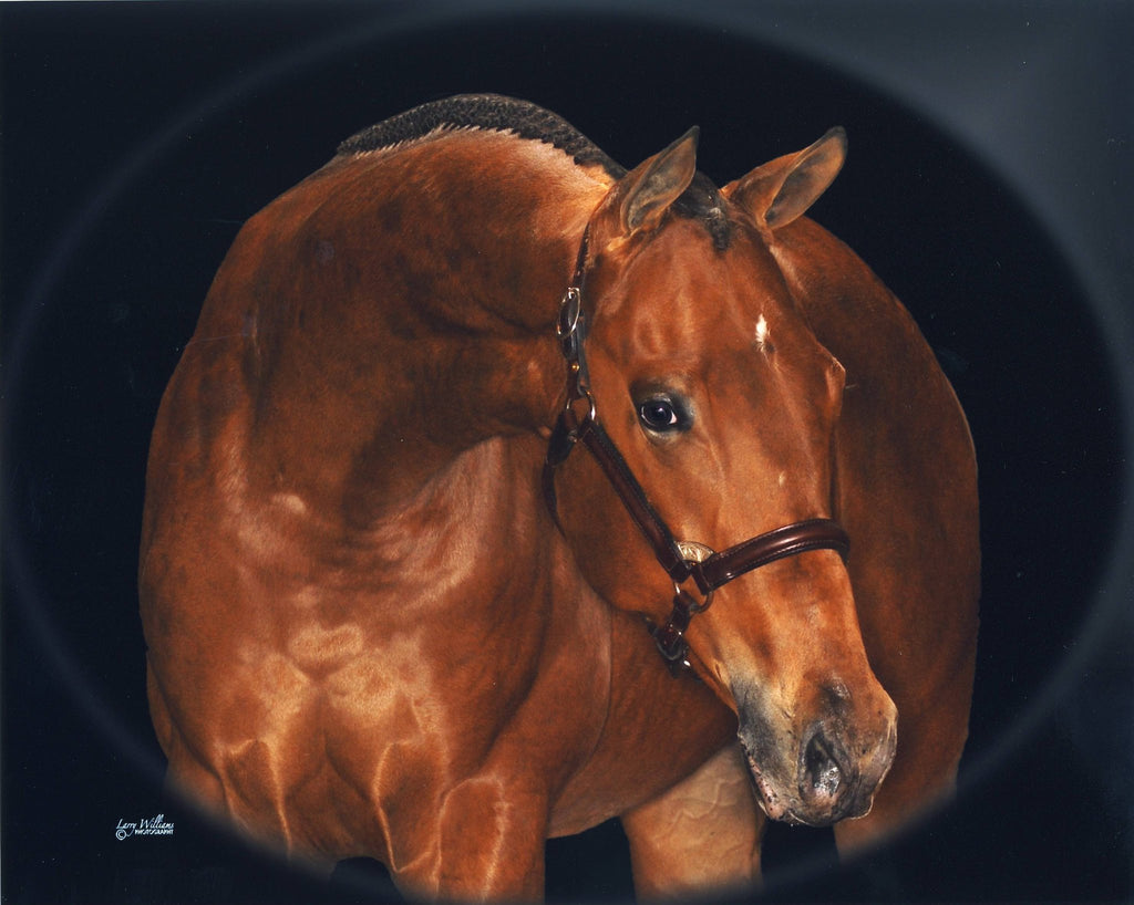 English Show Halter with Rolled Accent