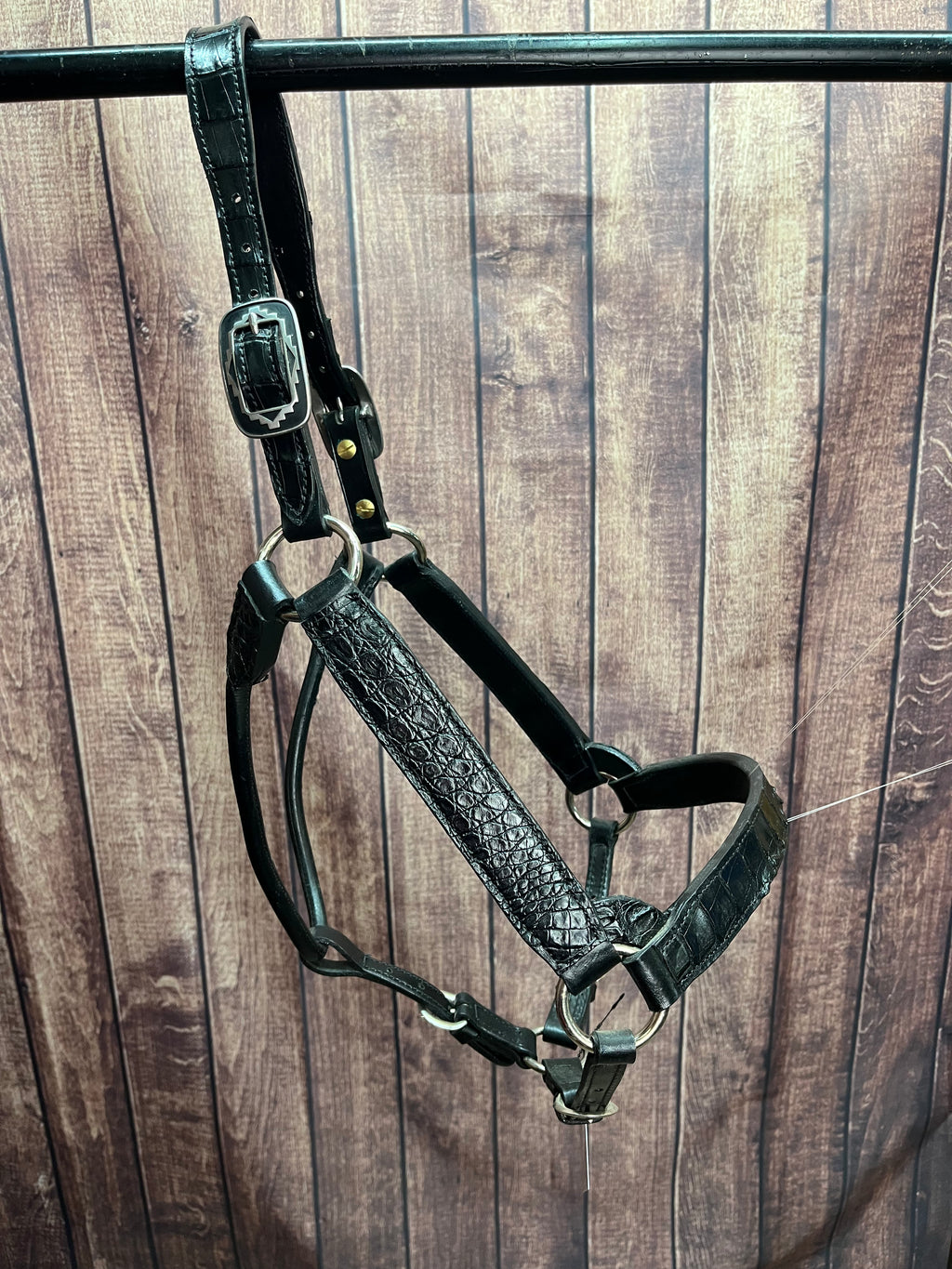 Caiman Halter #11 2Yr/Mare