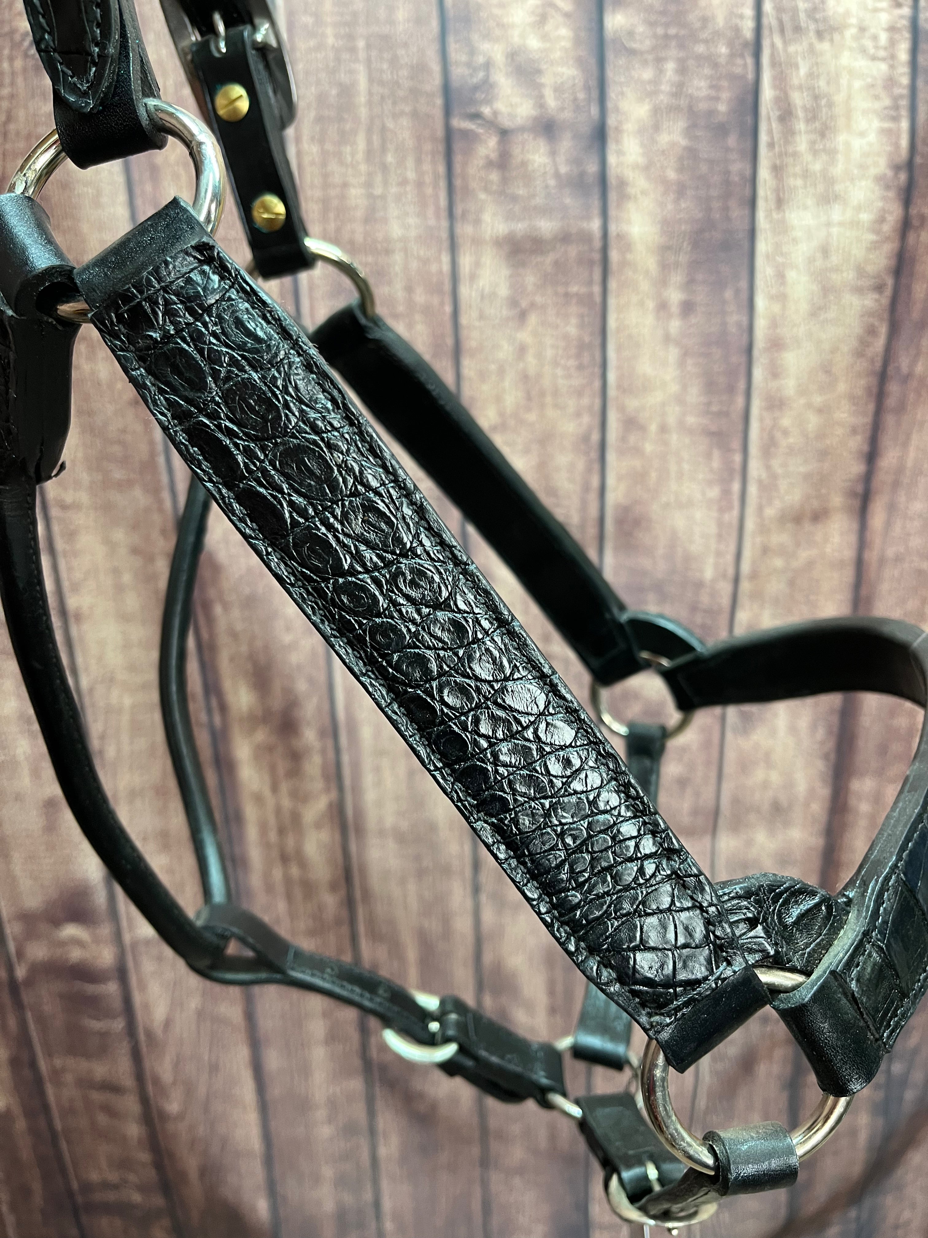 Caiman Halter #11 2Yr/Mare